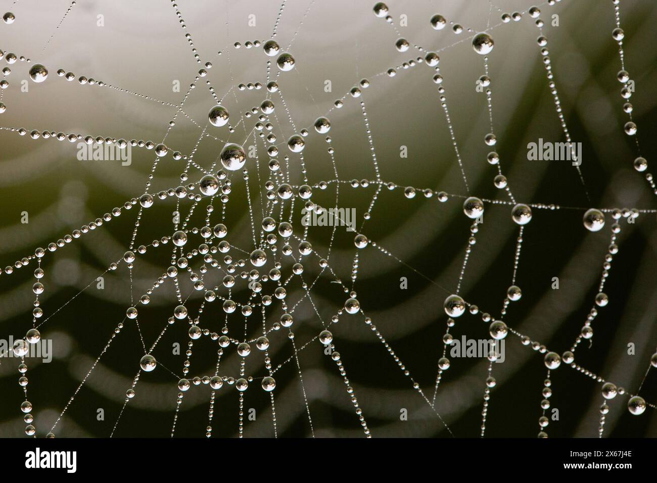 Close-up of drops in a spider's web against a dark background Stock Photo
