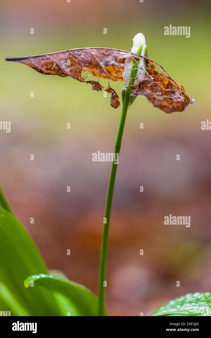 Snowdrop (Galanthus), bud, autumn leaf Stock Photo