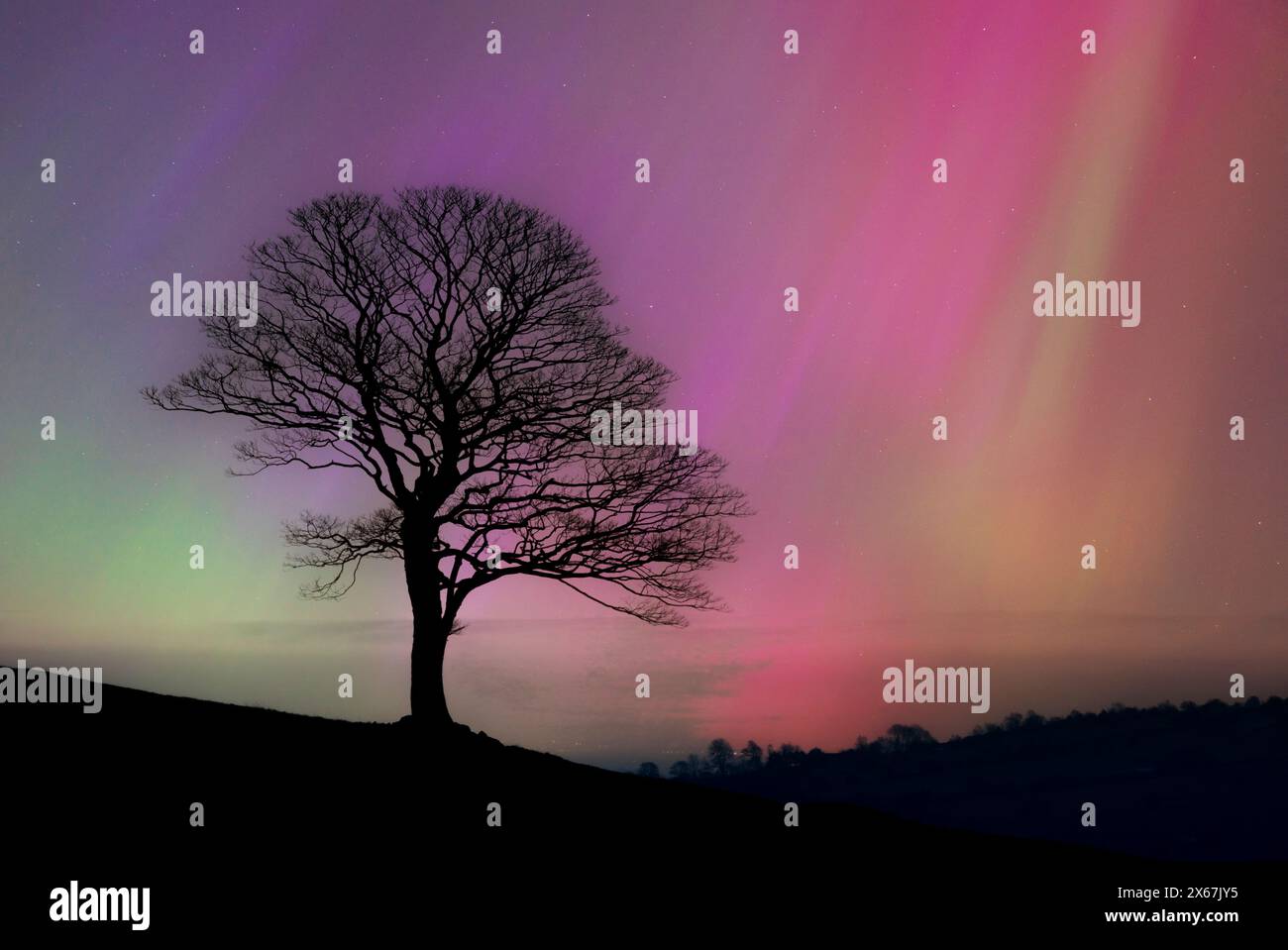 Aurora Borealis or the Northern Lights and a lone tree UK in May 2024 - uk northern lights uk aurora uk Stock Photo