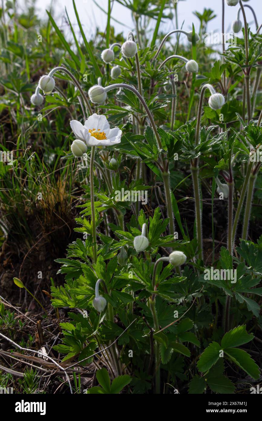 Anemonoides Sylvestris Anemone Sylvestris Known As Snowdrop Anemone Or Anemonoides Sylvestris Anemone Sylvestris Known As Snowdrop Anemone Or