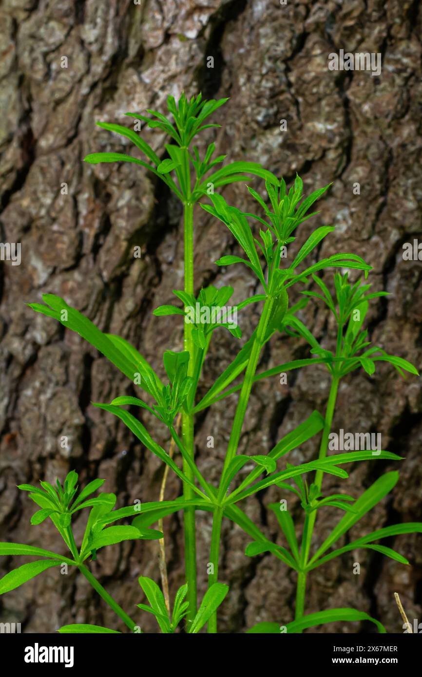 The Cleavers Galium aparine have been used in the traditional medicine for treatment of disorders of the diuretic, lymph systems and as a detoxifier. Stock Photo