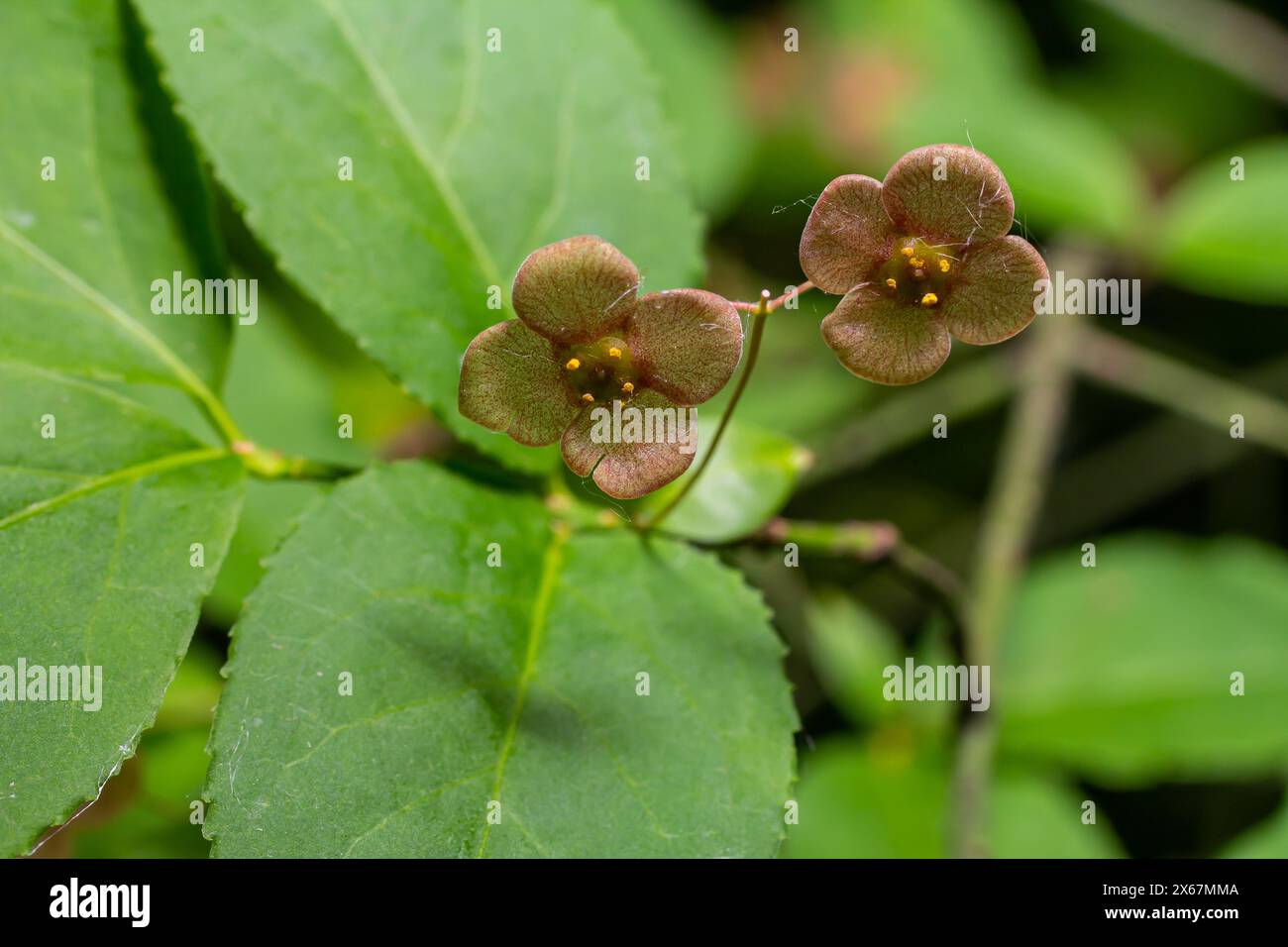 Little flowers of Euonymus verrucosus or spindle tree. Stock Photo