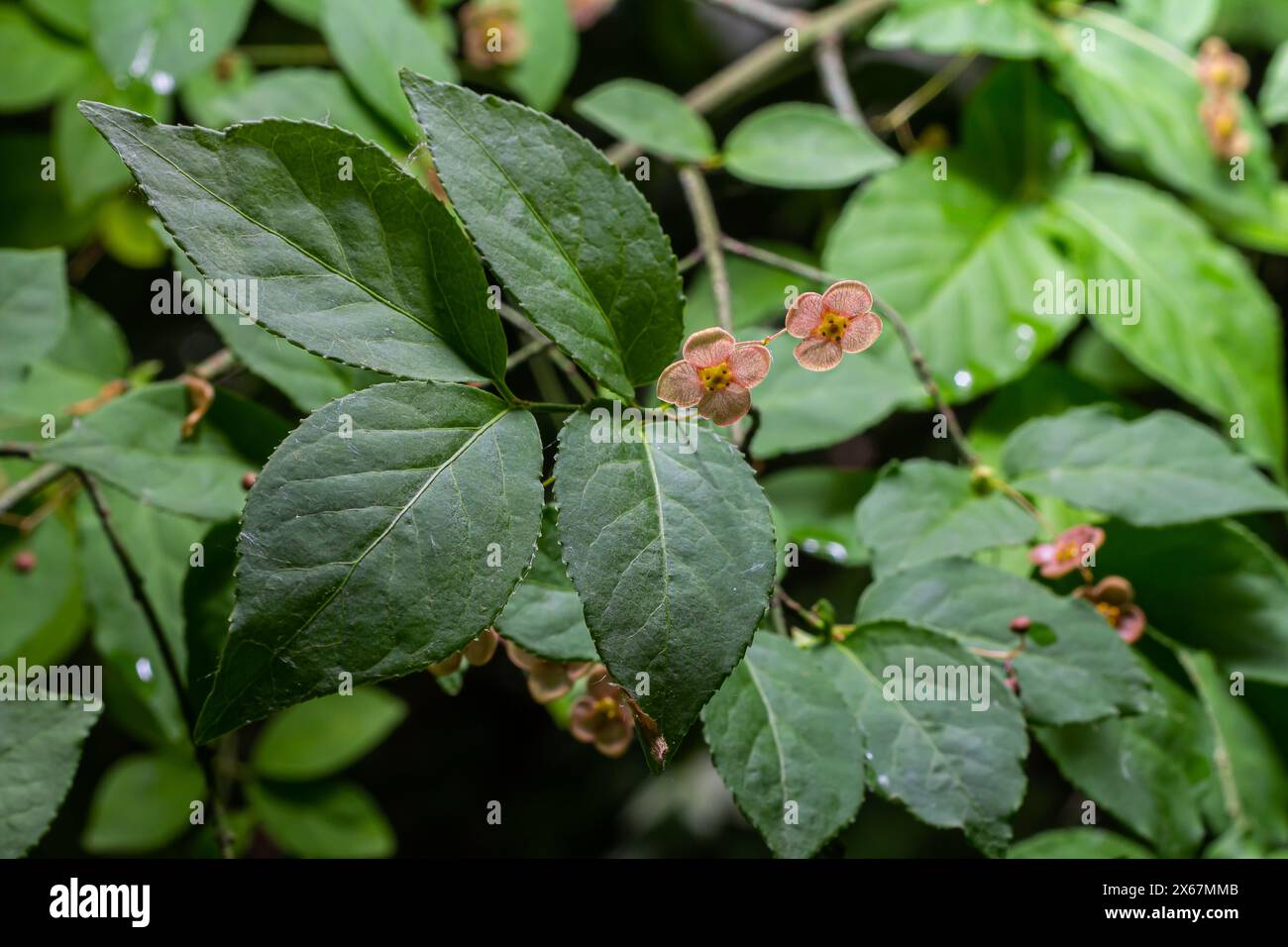 Little flowers of Euonymus verrucosus or spindle tree. Stock Photo