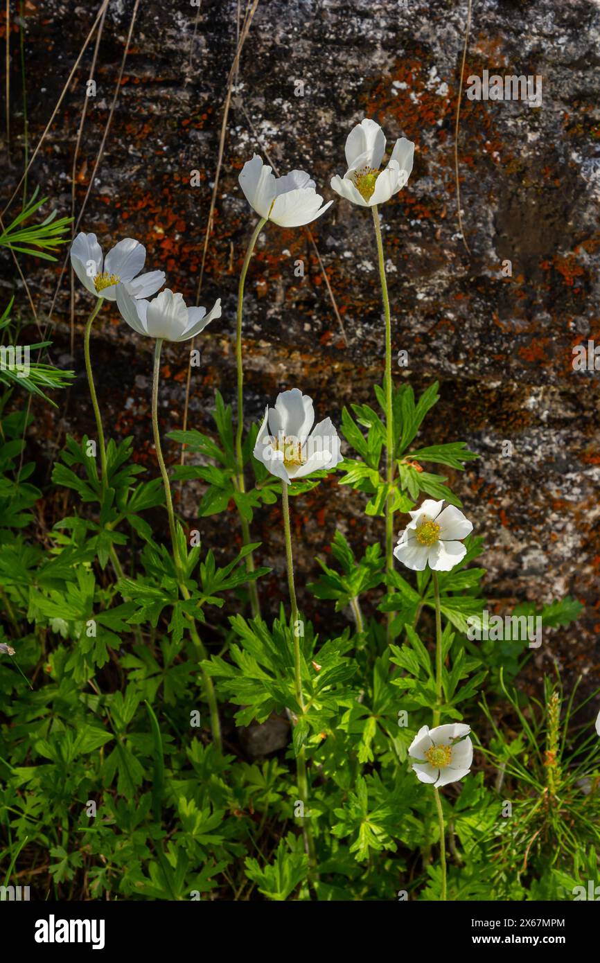 Anemonoides sylvestris Anemone sylvestris, known as snowdrop anemone or ...