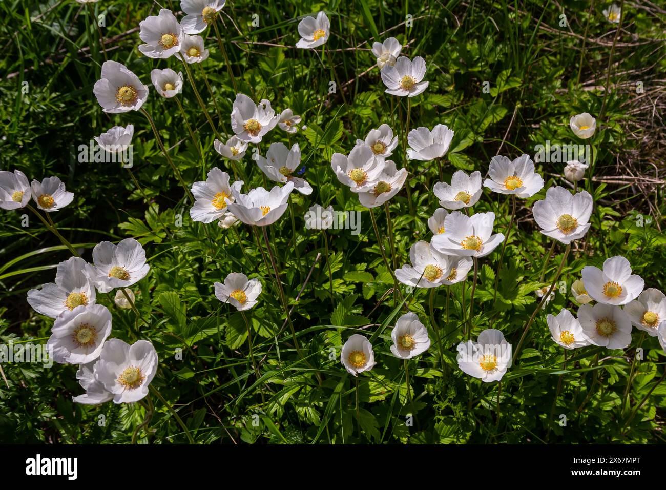 Anemonoides Sylvestris Anemone Sylvestris Known As Snowdrop Anemone Or Anemonoides Sylvestris Anemone Sylvestris Known As Snowdrop Anemone Or