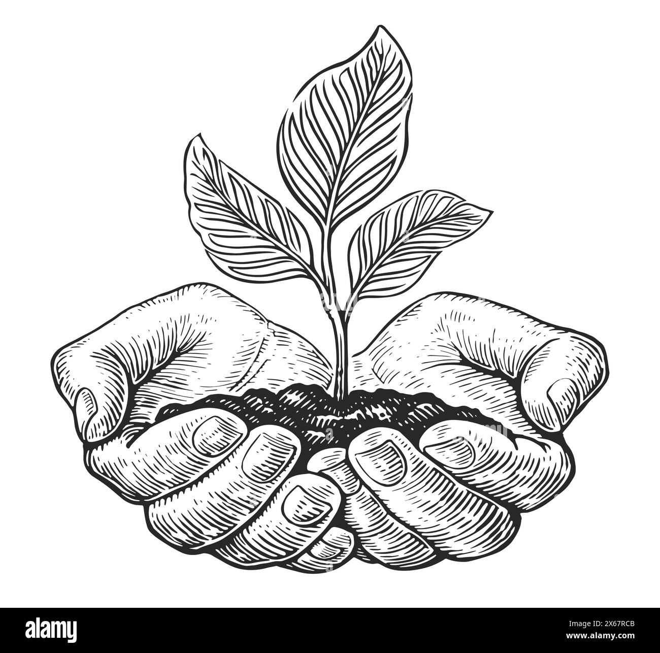 Hand holding plant seedling Black and White Stock Photos & Images - Alamy