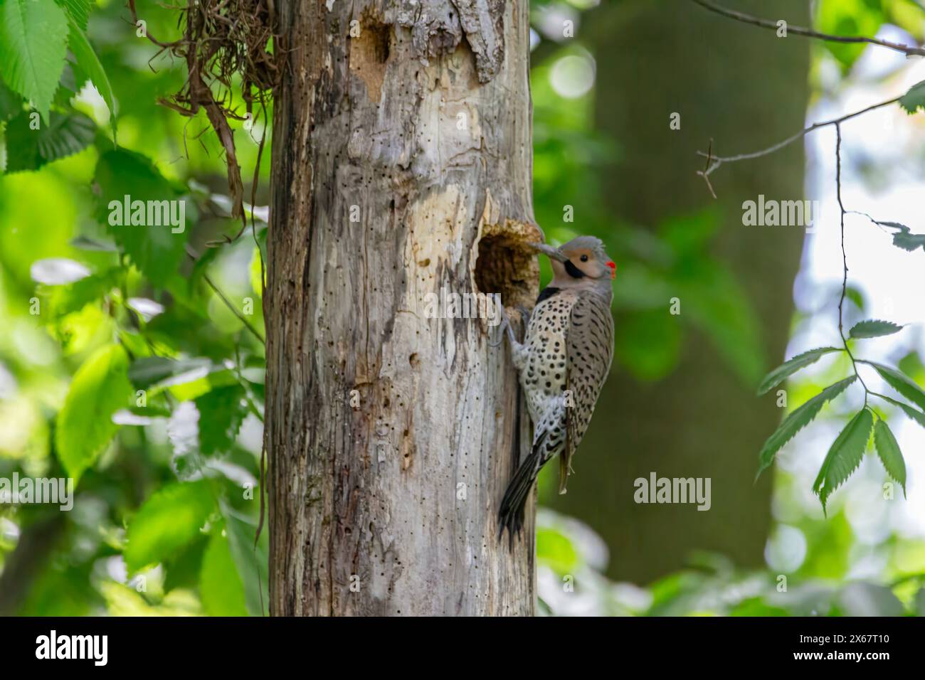Northern Flicker sitting in a tree Stock Photo