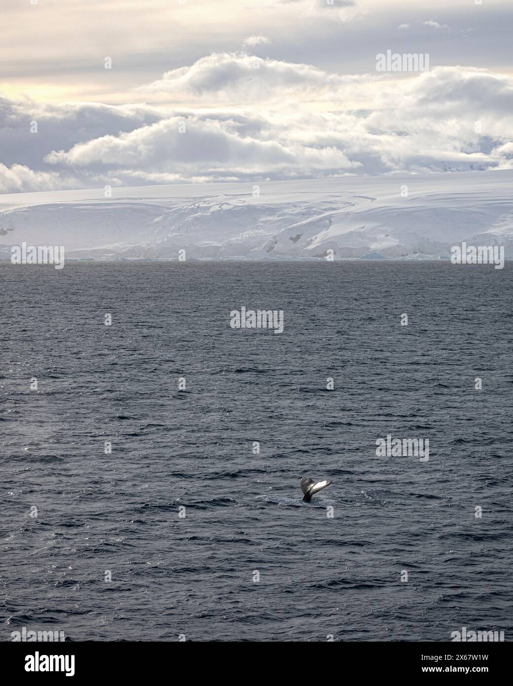 Tail fin of a humpback whale off the Antarctic coast Stock Photo - Alamy