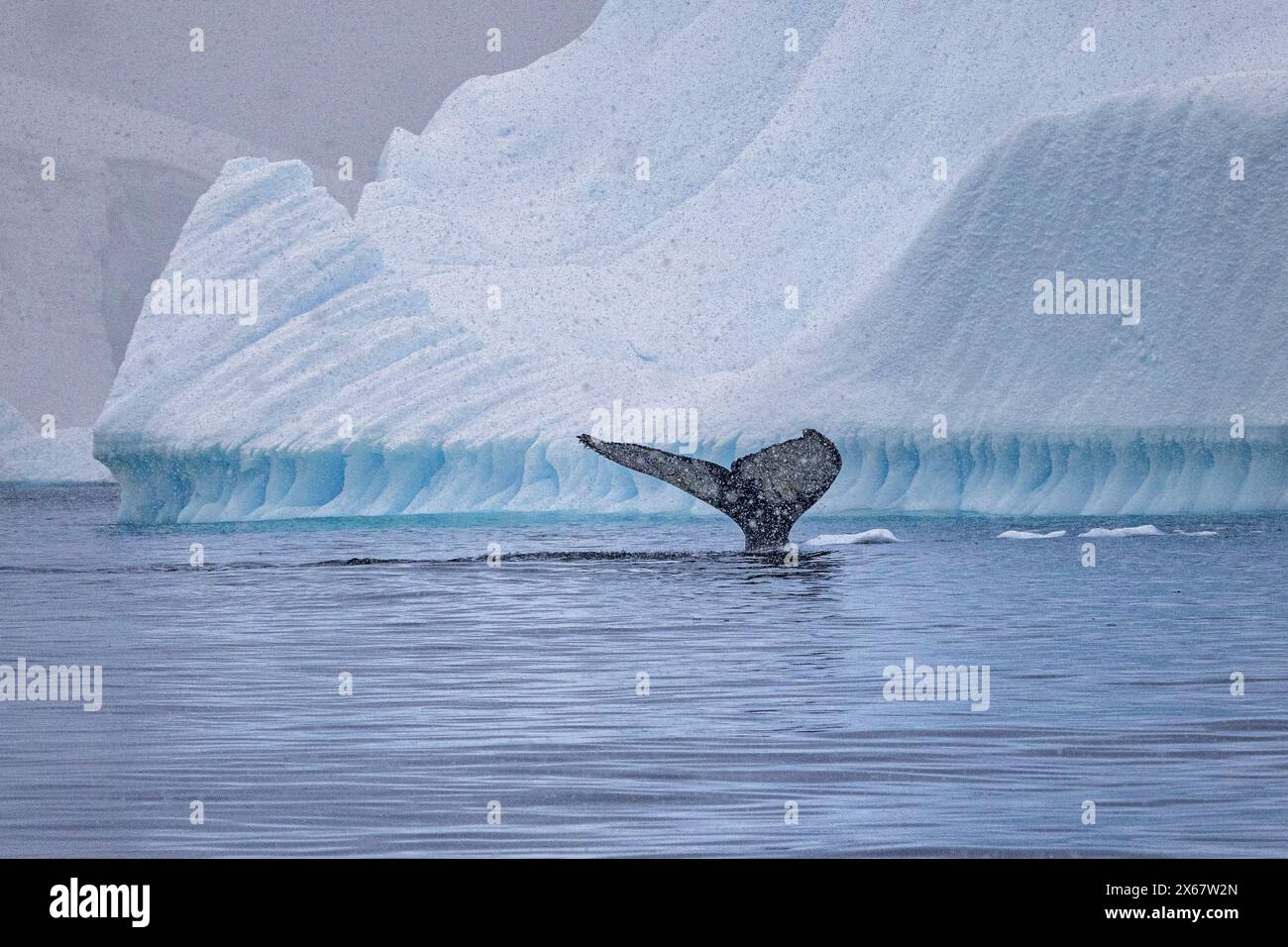 Tail fin of a humpback whale and iceberg. Stock Photo