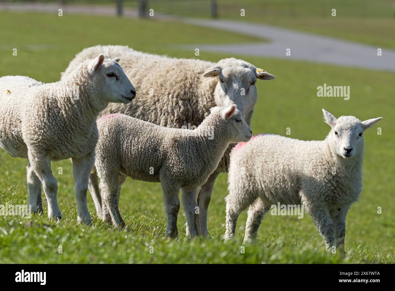 Sheep on the dike near Westerhever, Eiderstedt peninsula, Germany, Schleswig-Holstein, North Sea coast Stock Photo