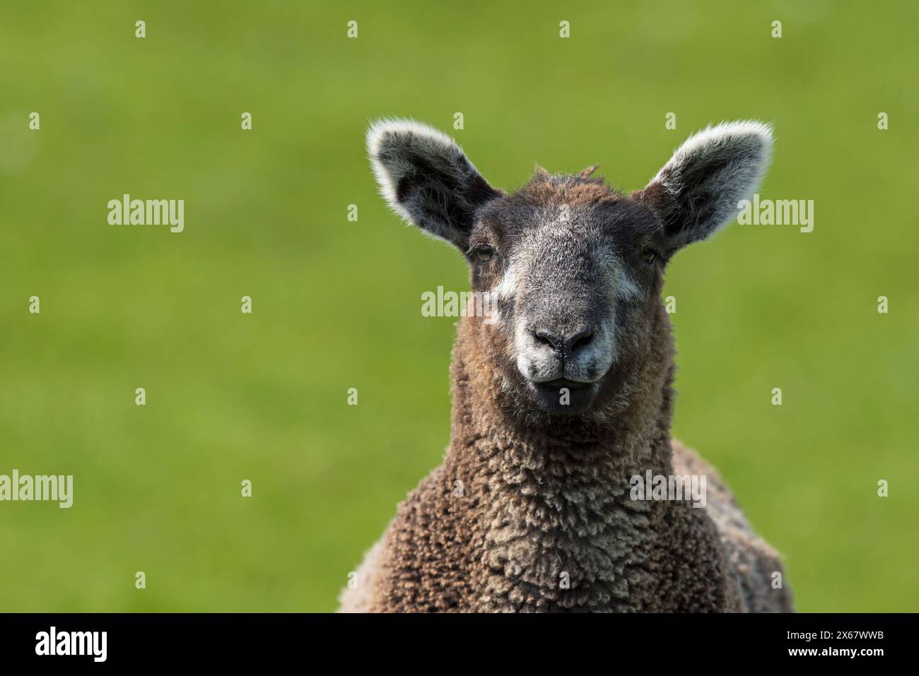 Sheep portrait, young sheep with light brown fur, Eiderstedt peninsula, Germany, Schleswig-Holstein, North Sea coast Stock Photo