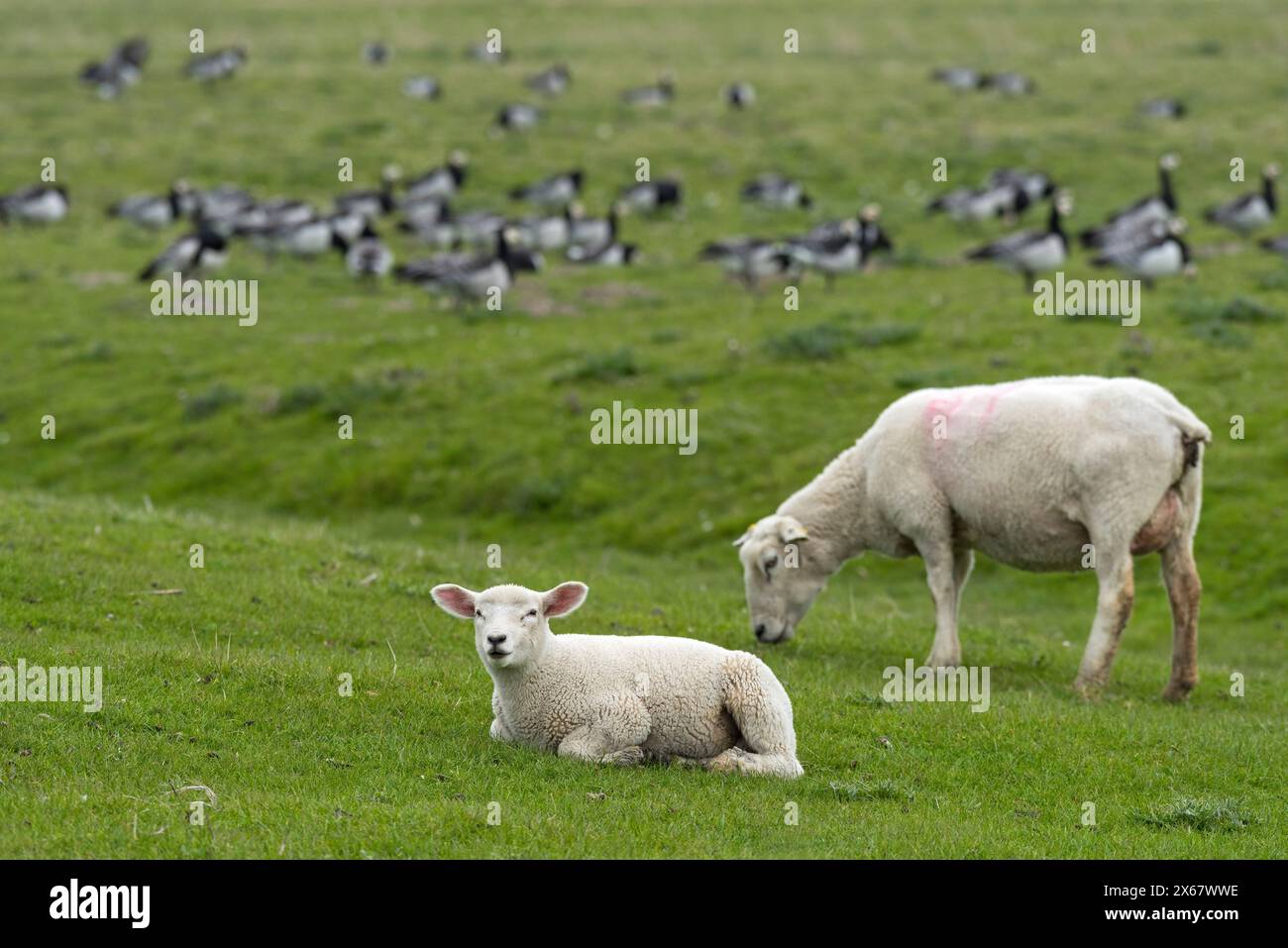 Sheep, young sheep and dam, Eiderstedt peninsula, Germany, Schleswig-Holstein, North Sea coast Stock Photo