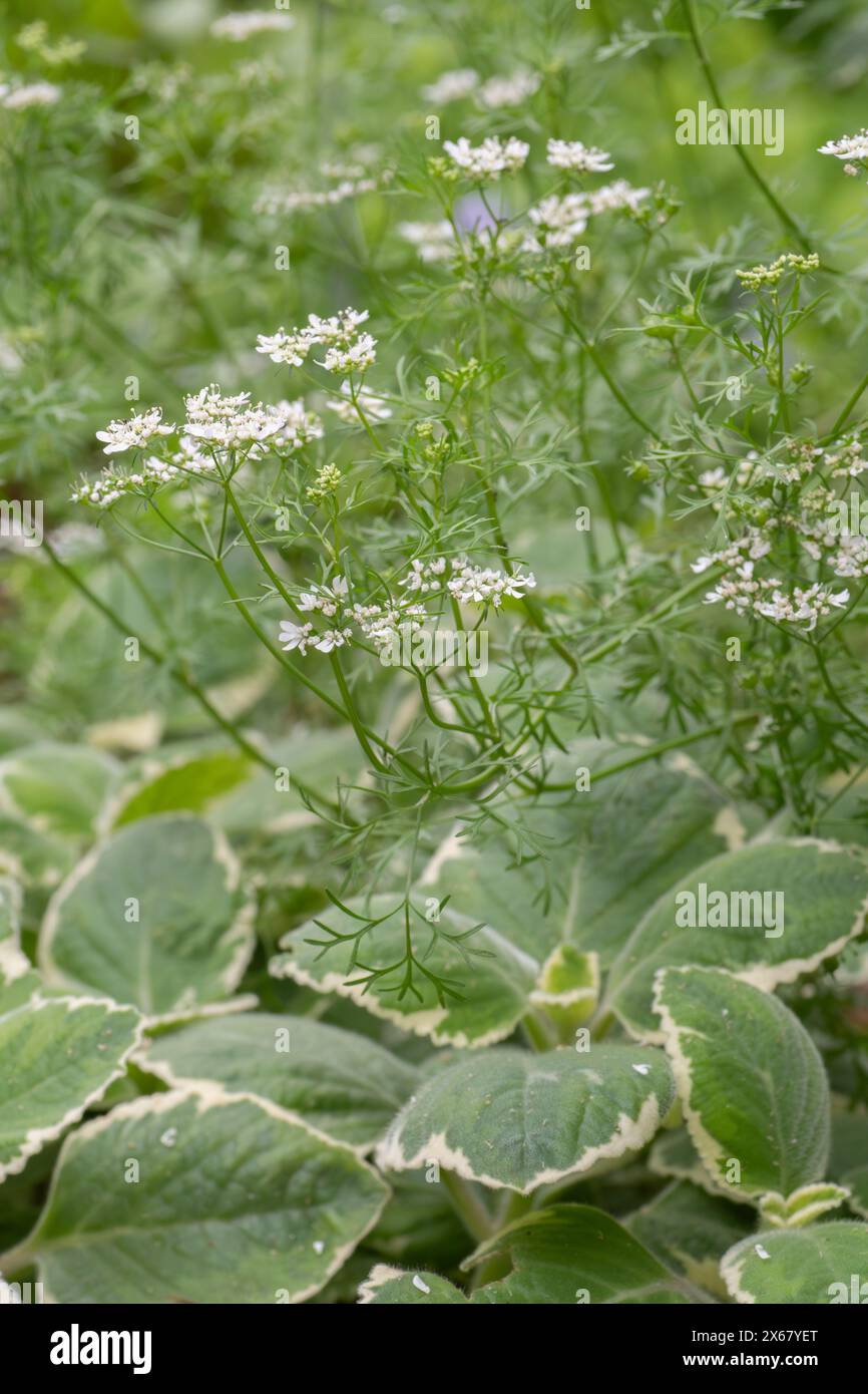 Contrasting textures of the annual herb cilantro, Coriandrum sativum, and the perennial herb Cuban oregano, Coleus amboinicus. Stock Photo