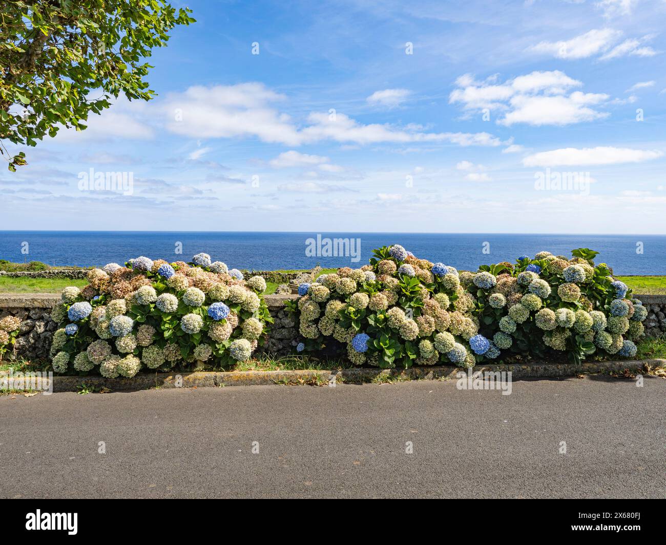 autumn, Azores, Azure, Botany, Flowering plant, Groundcover, Horizon ...