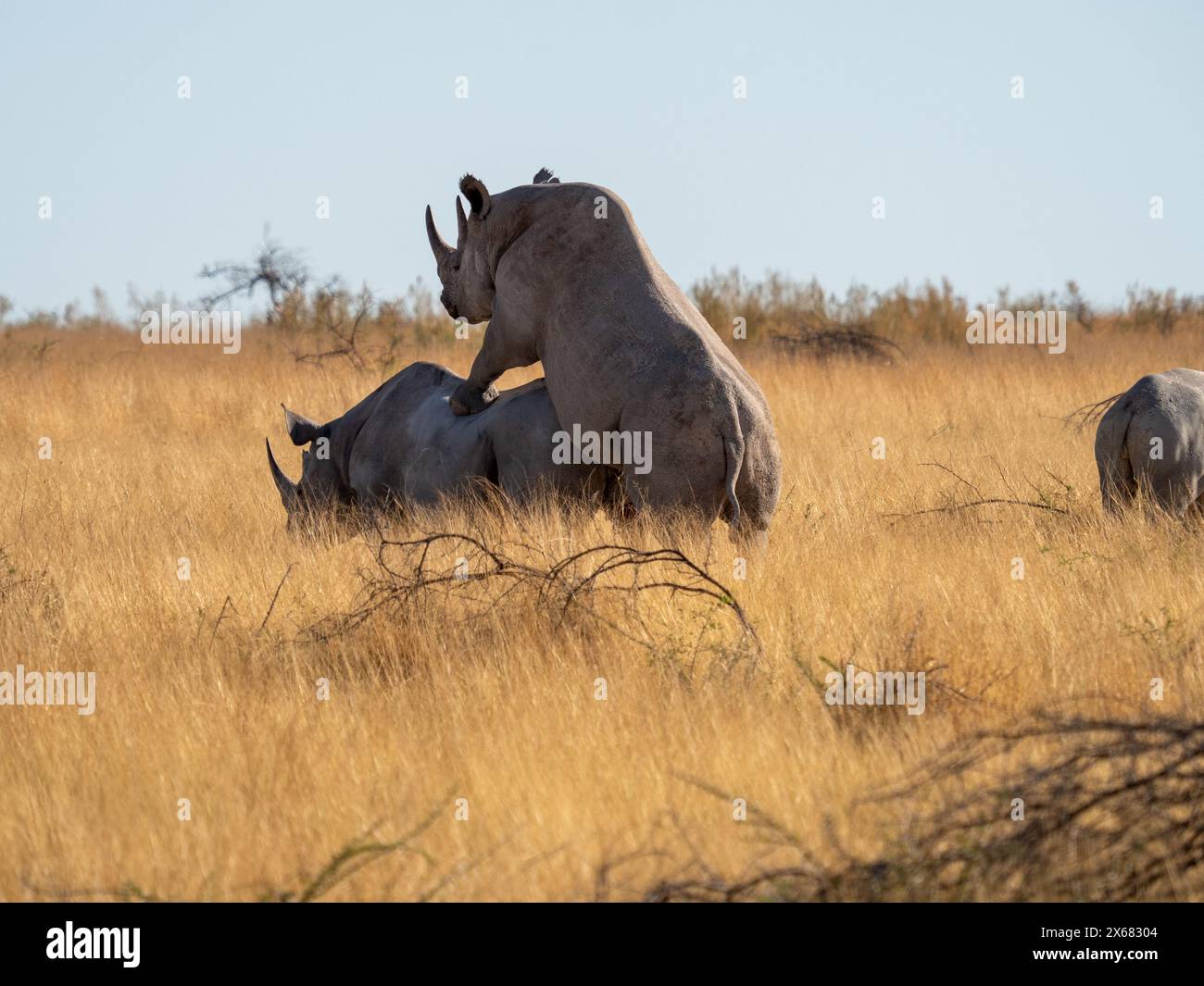 Rhinos mating hires stock photography and images Alamy(01)