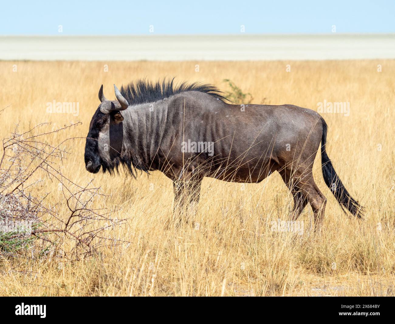 Wildebeest at Etosha National Park, Namibia Stock Photo