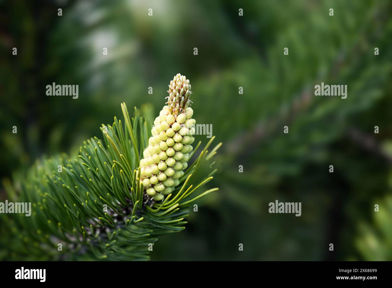 Blossom of Pinus mugo Turra. Male pollen producing strobili. New shoots in spring of dwarf mountain pine. Conifer cone. Cluster pollen-bearing male co Stock Photo