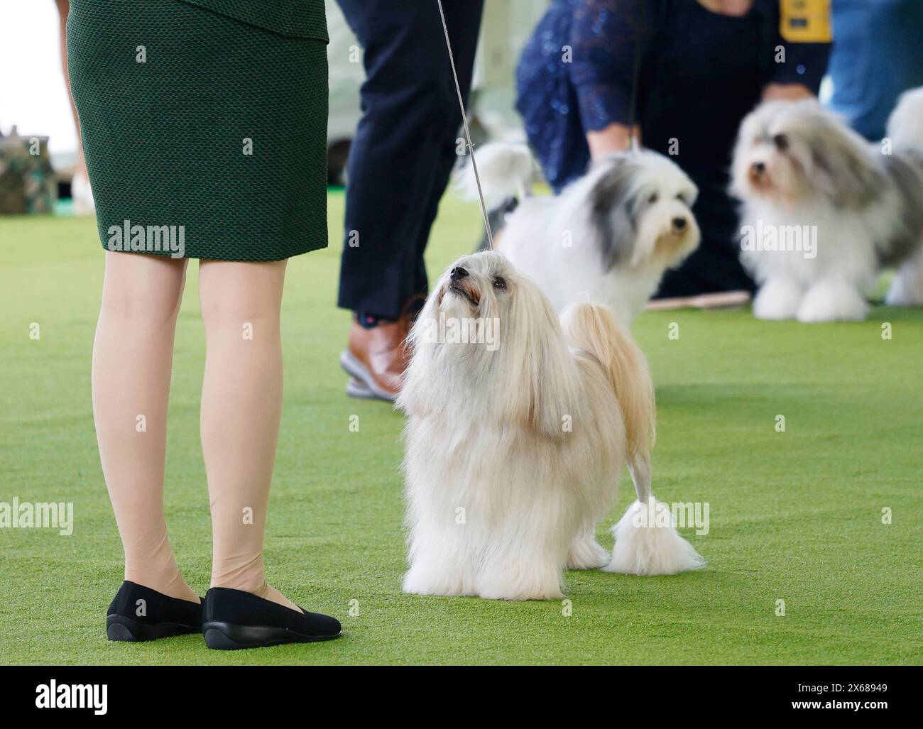 New York, United States. 13th May, 2024. Lowchen breed dogs compete at