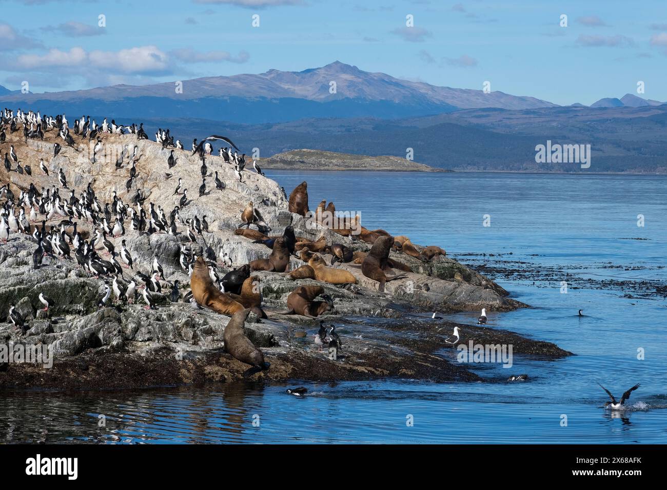 Ushuaia, Tierra del Fuego, Argentina, cormorants and sea lions sitting ...