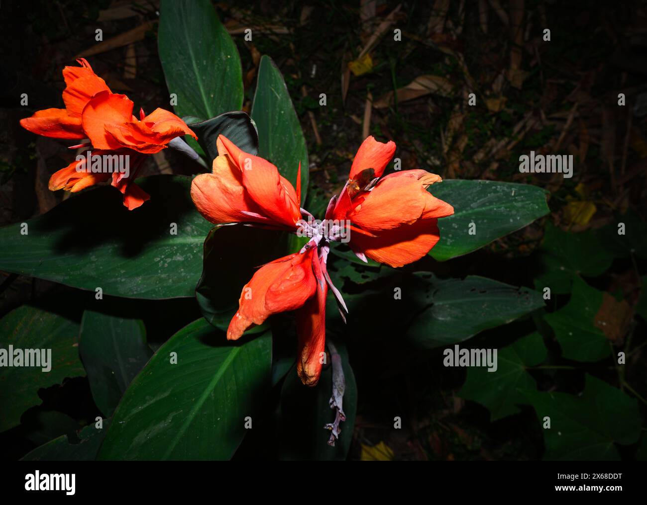 Canna generalis canna indica hi-res stock photography and images - Alamy