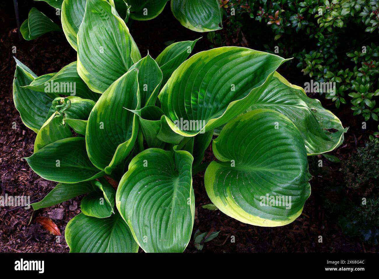 Closeup of the large green leaves with yellow cream margins of the herbaceous perennial garden plantain lily plant Hosta winter snow. Stock Photo
