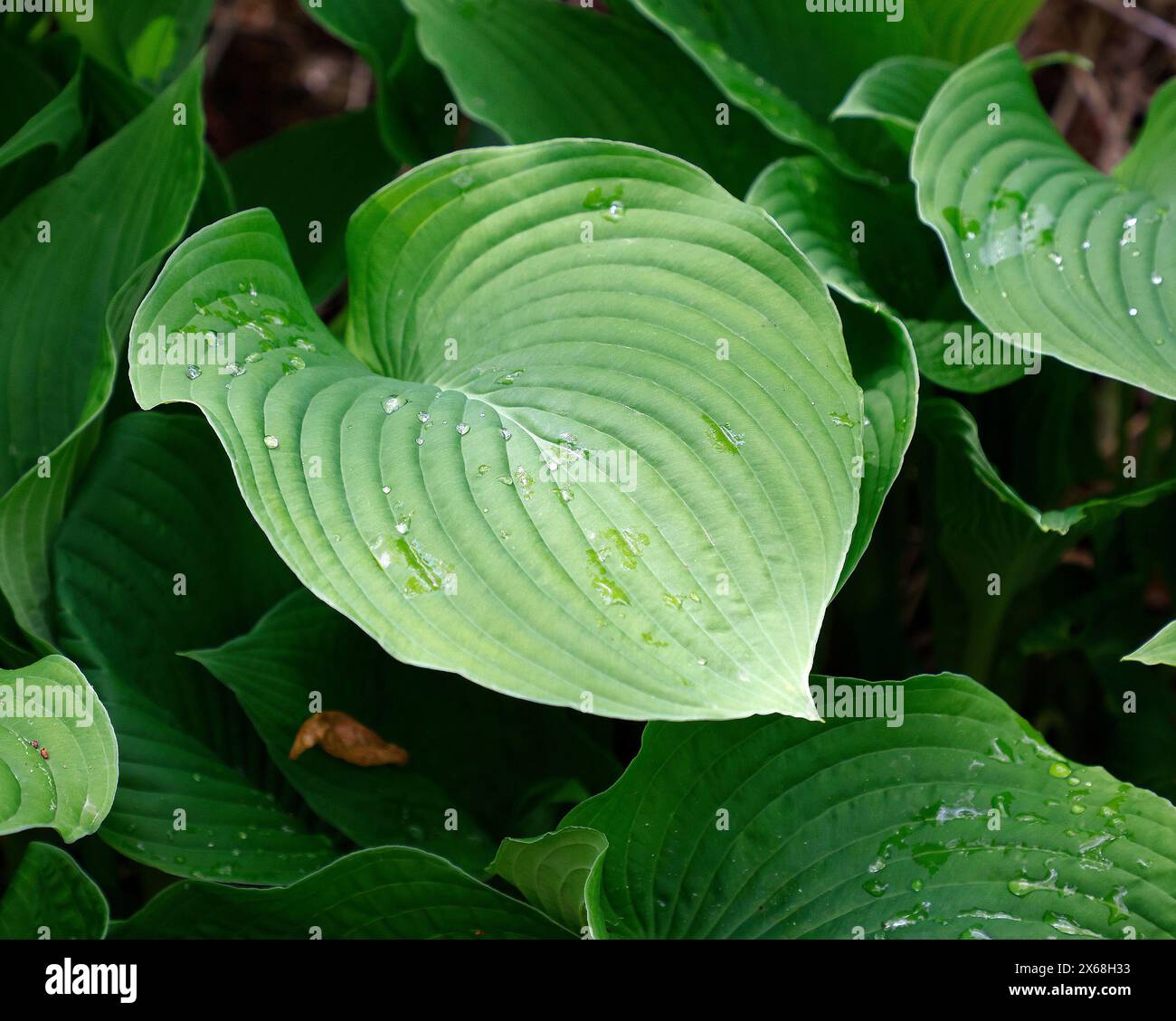 Closeup of the large green leaves of the herbaceous perennial groundcover plant hosta fortunei. Stock Photo