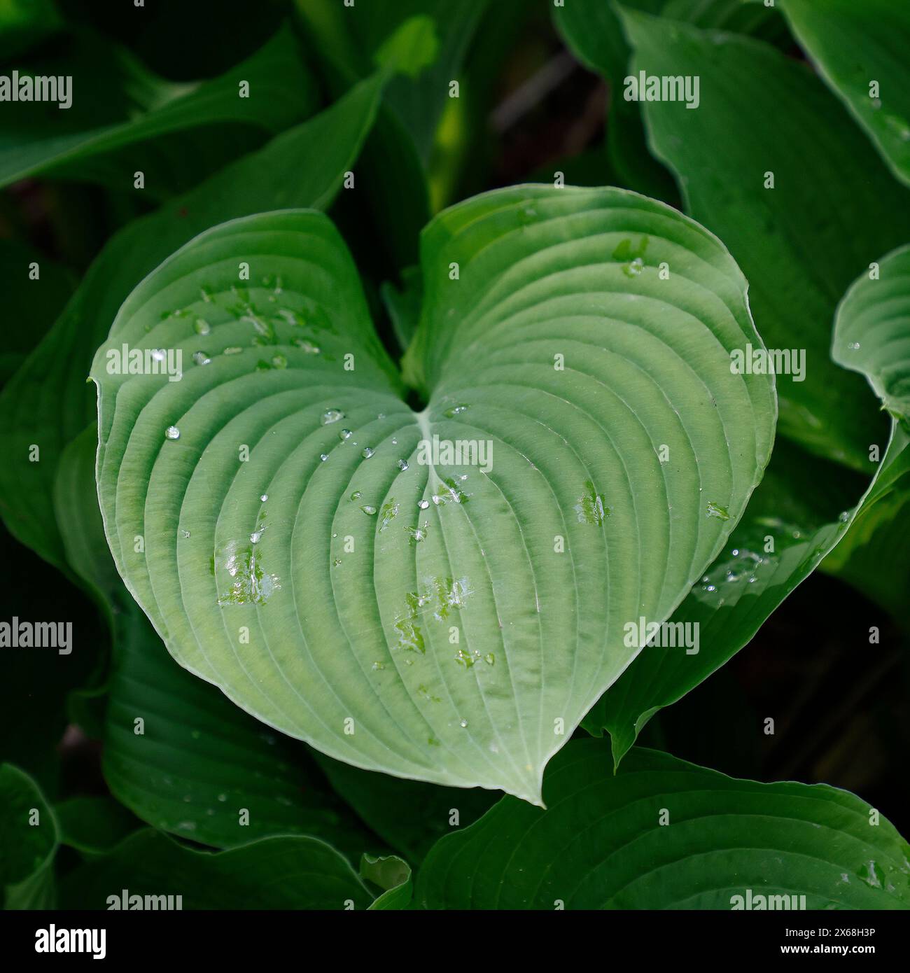 Closeup of the large green leaves of the herbaceous perennial groundcover plant hosta fortunei. Stock Photo
