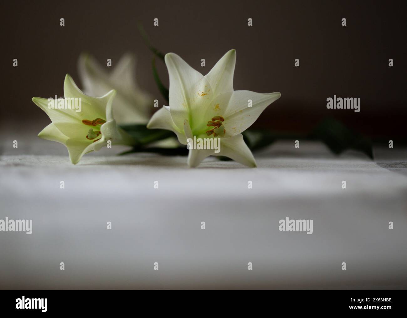 white lilies, lying on a blurred background Stock Photo