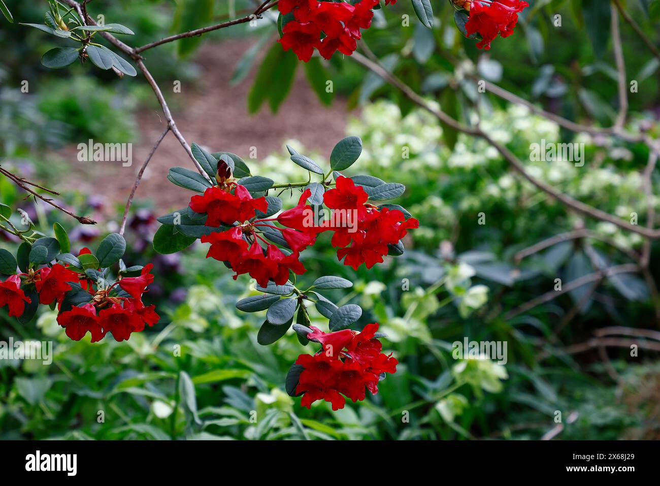 Closeup of the red flowers of the low growing compact spring flowering garden shrub rhododendron elizabeth hobbie. Stock Photo