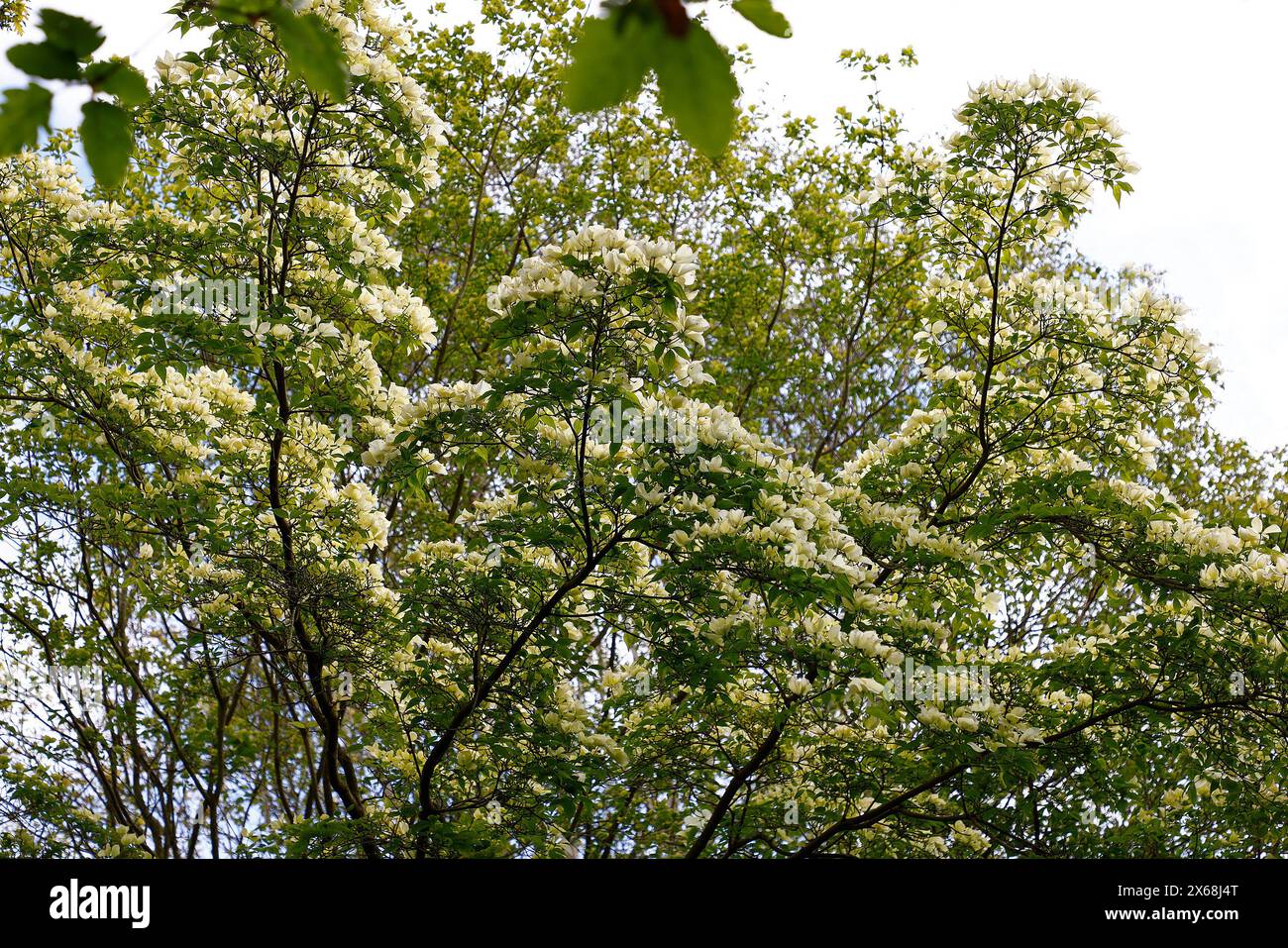 White green flowers of the small garden tree cornus ruth ellen rutlan. Stock Photo