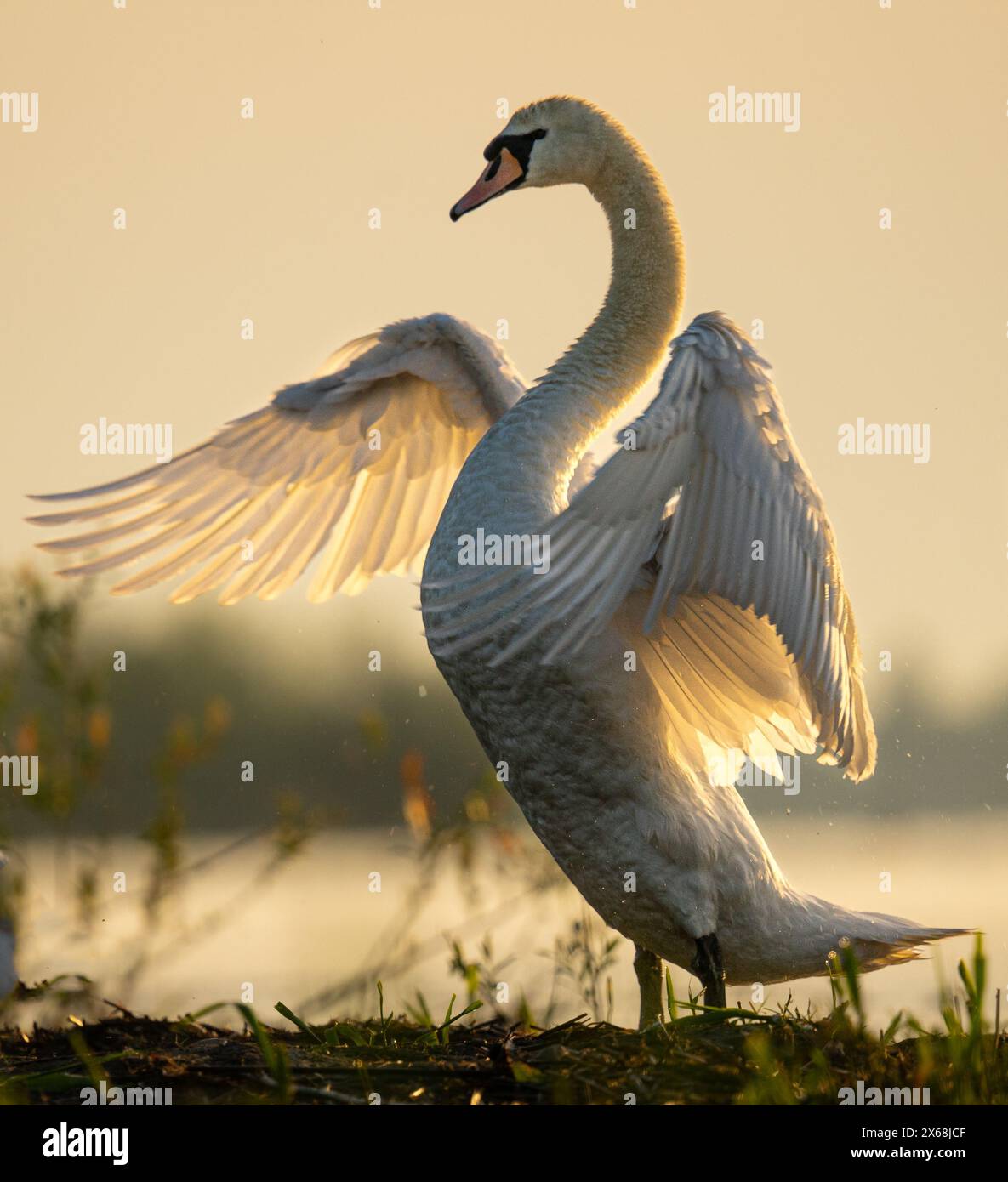 Swan at golden hour - sunrise. Swan heart in the water. Big wings. Stock Photo