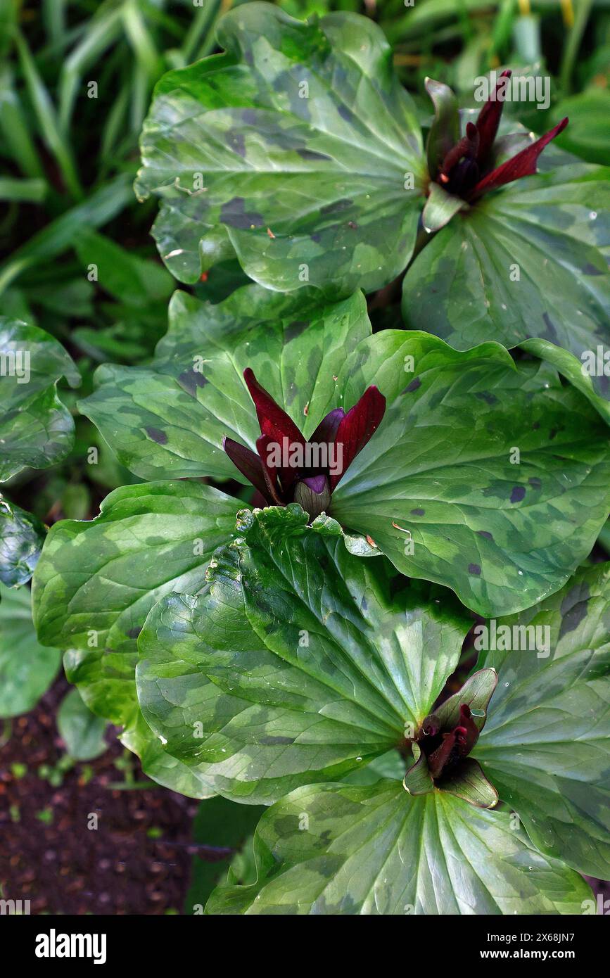 Closeup of the dark burgundy colour flower and marbled foliage of the perennial spring flowering garden plant trillium chloropetalum. Stock Photo