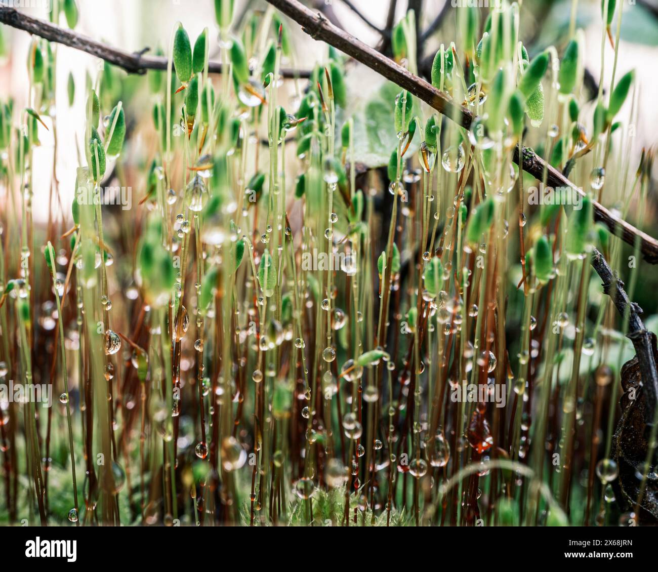 Wet moss hi-res stock photography and images - Alamy