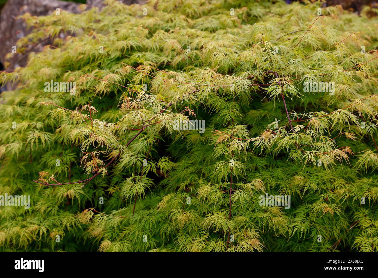 Japanese maple spring hi-res stock photography and images - Alamy
