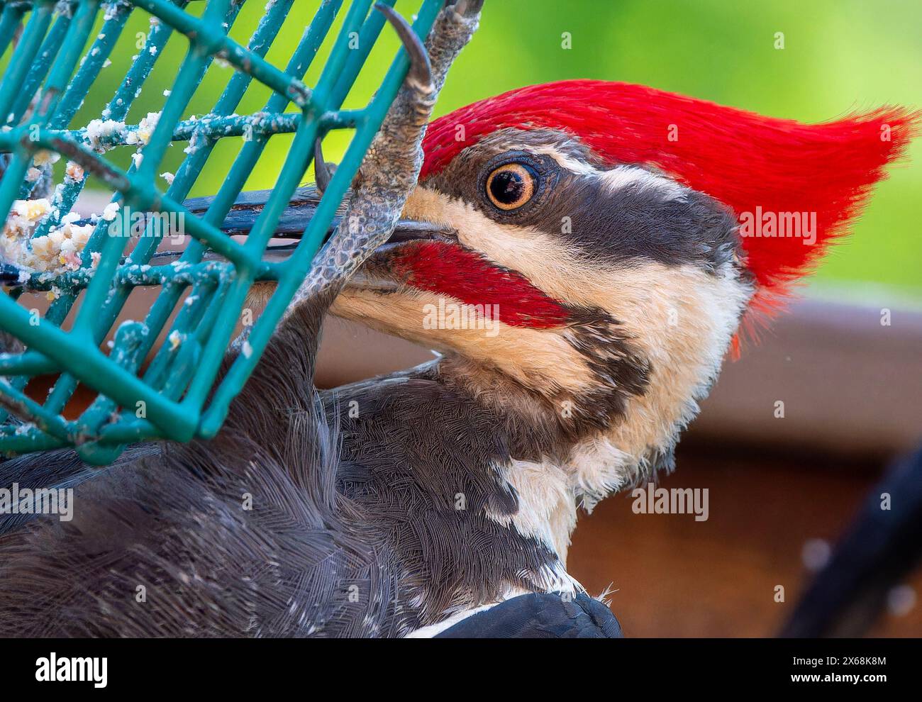 A Pileated Woodpecker arrives on the deck in the evening Stock Photo