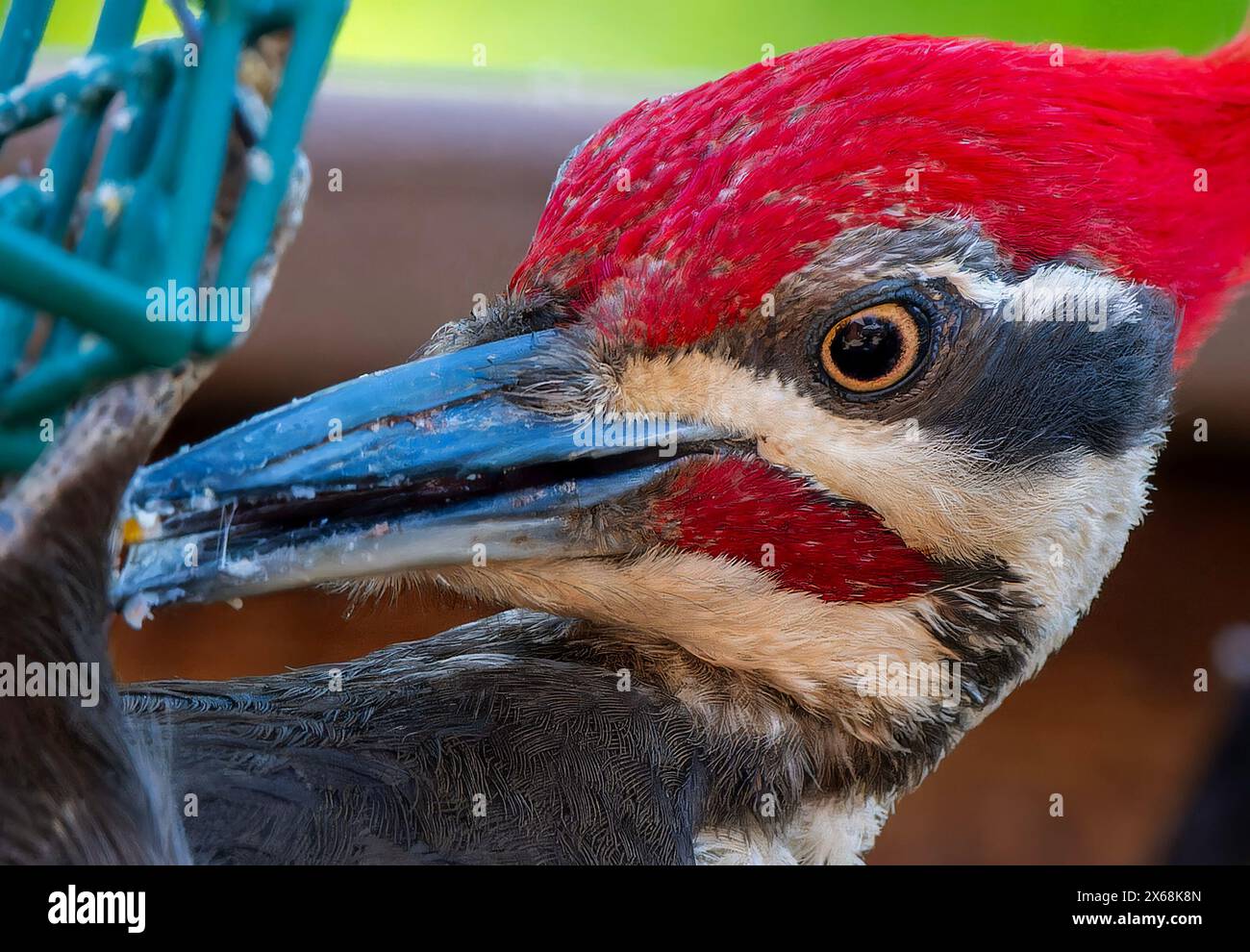 A Pileated Woodpecker arrives on the deck in the evening Stock Photo