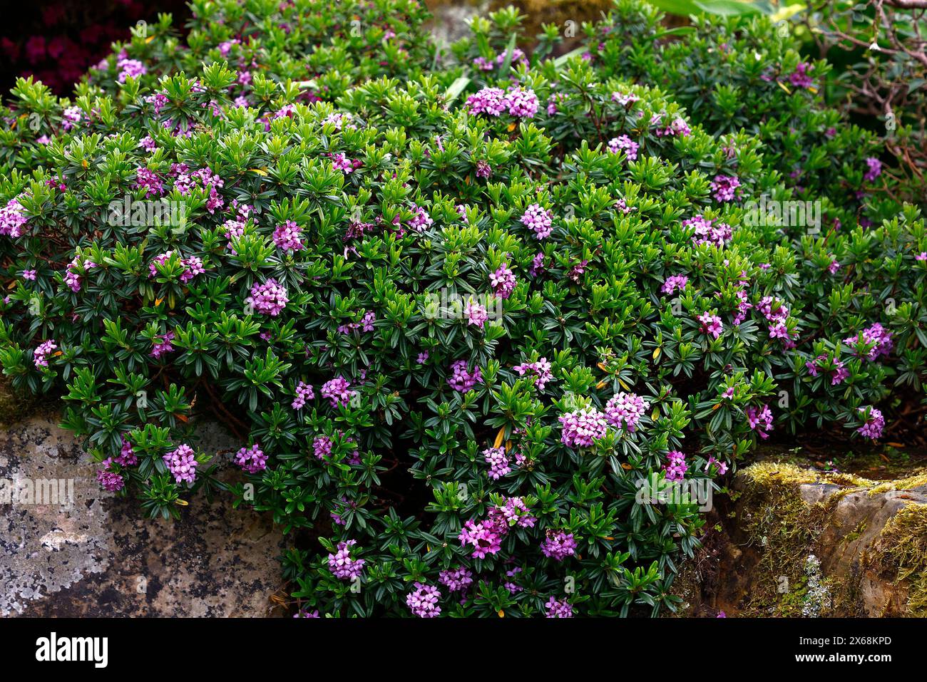 Closeup of the lavender pink flowers and green foliage of the low and ...