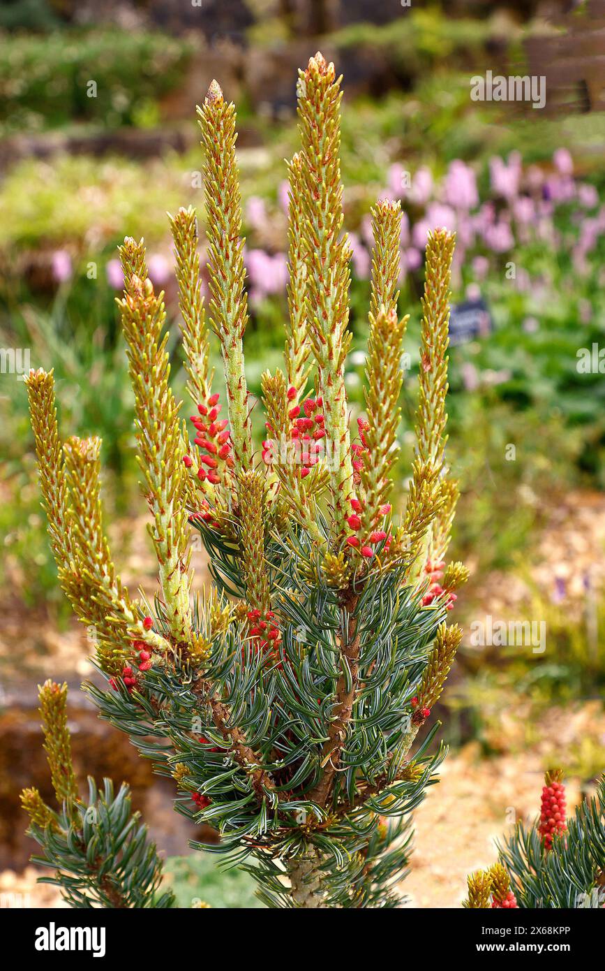 Closeup of the red cones and new spring growth of the evergreen slow and low growing pine tree pinus parviflora shizukagoten. Stock Photo