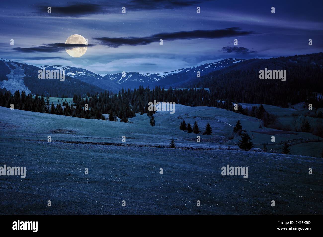 grassy meadow and coniferous woodlot on a hill at night. magical carpathian landscape in full moon light Stock Photo