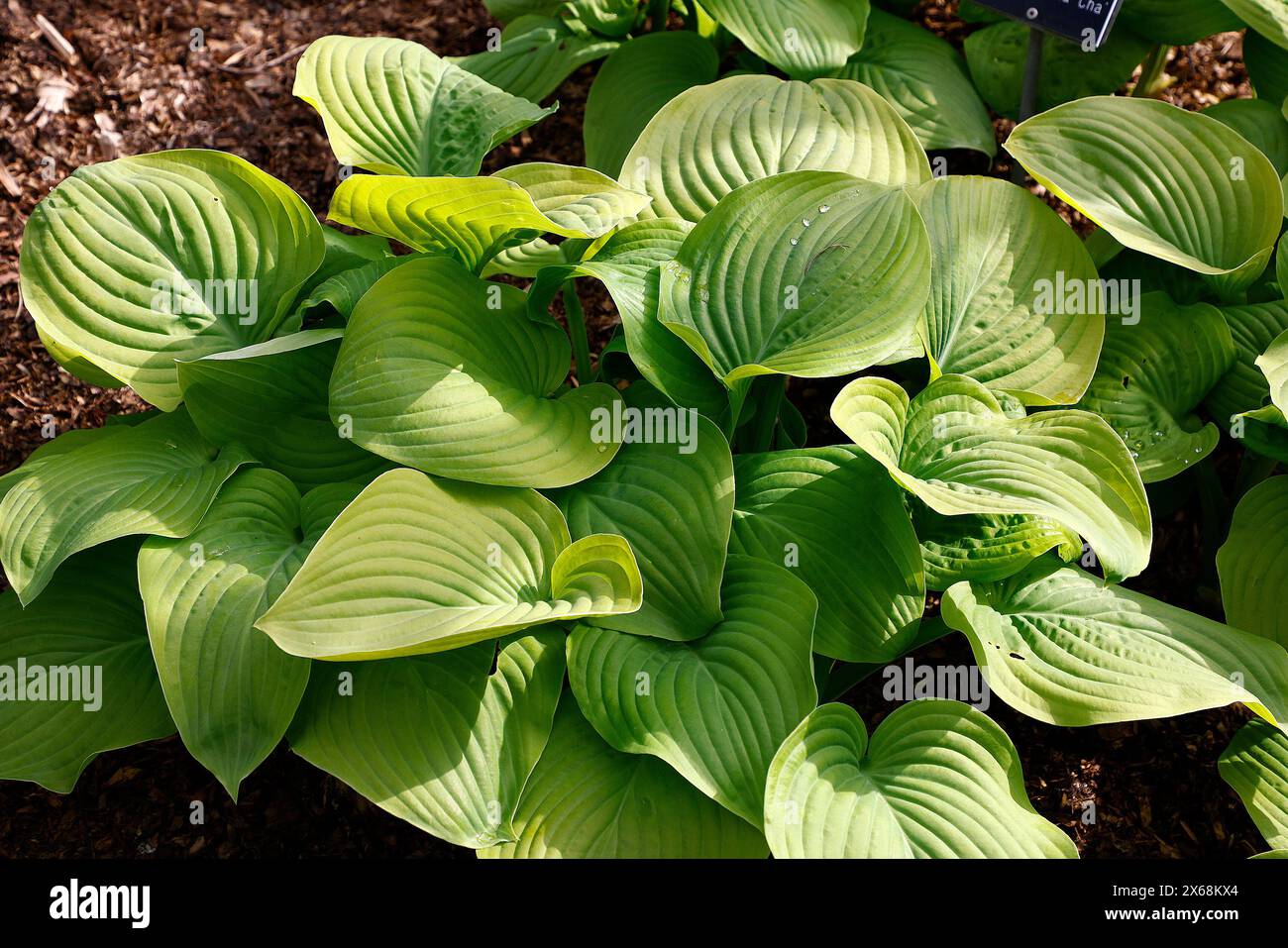 Closeup of the yellow green leaves of the herbaceous perennial garden plantain lily plant hosta lakeside cha cha. Stock Photo