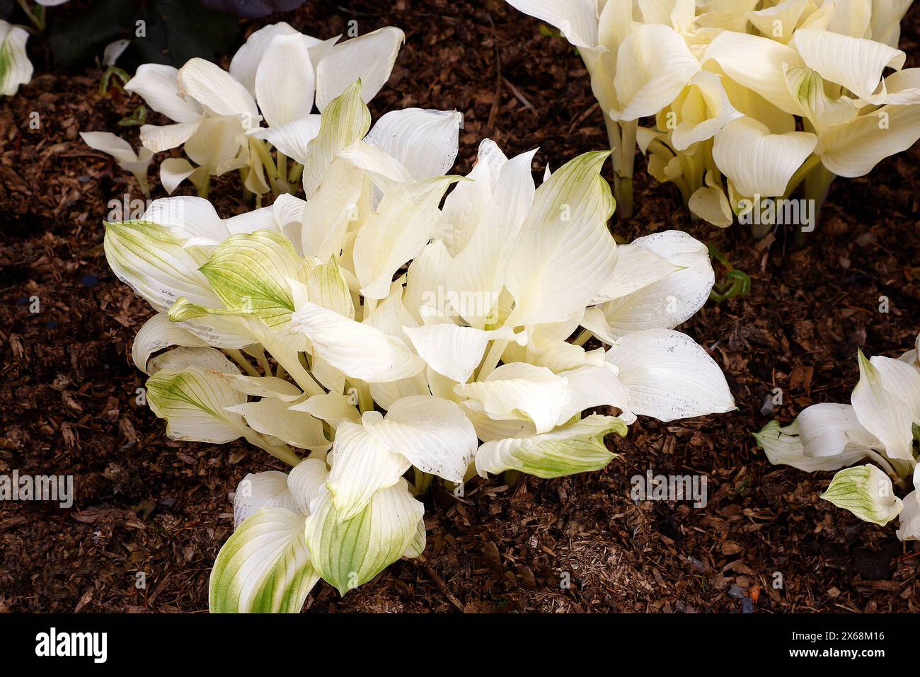 Closeup of the cream white leaves of the herbaceous perennial garden plantain lily plant hosta white feather. Stock Photo