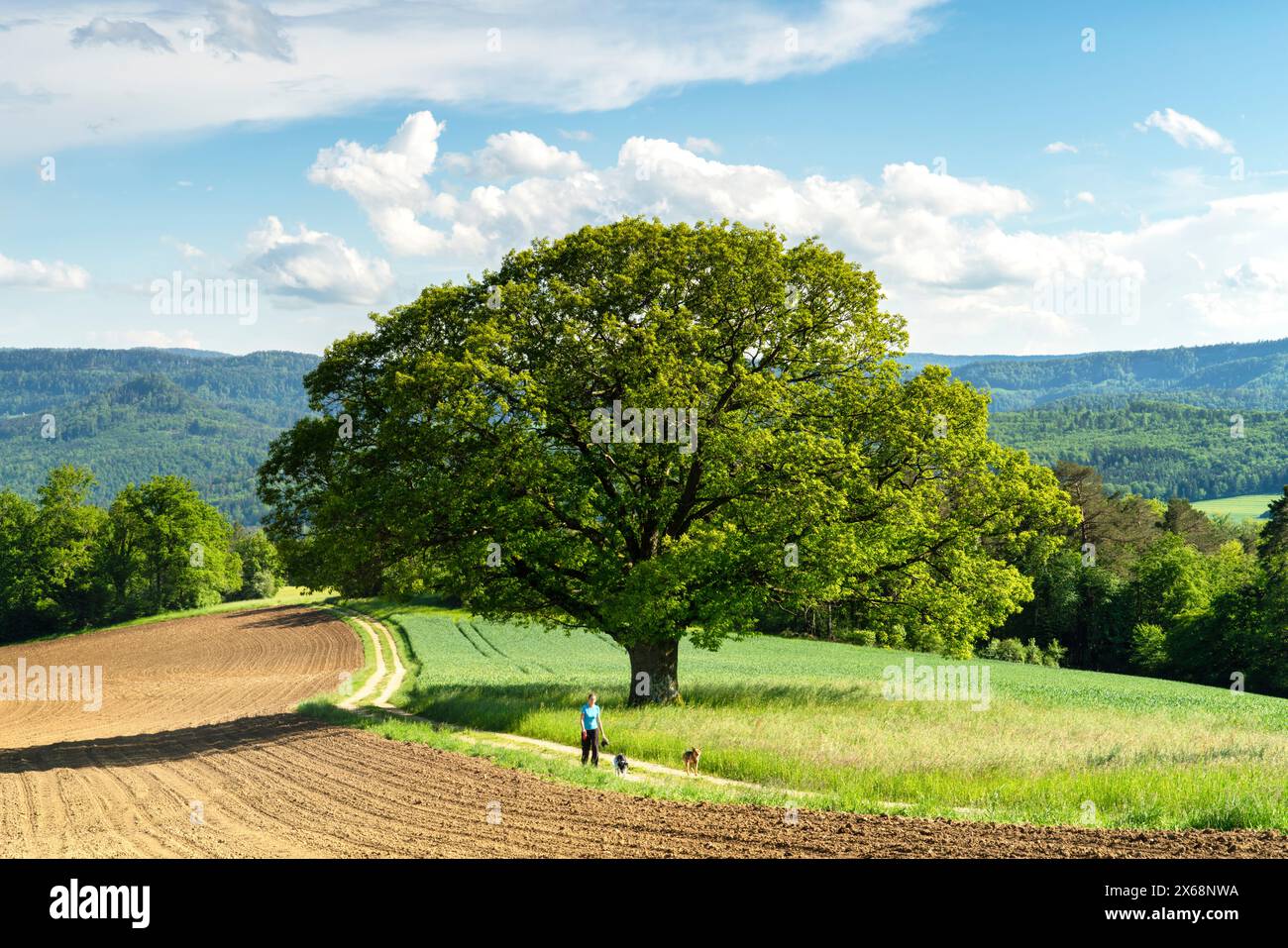 Big oak tree hi-res stock photography and images - Alamy