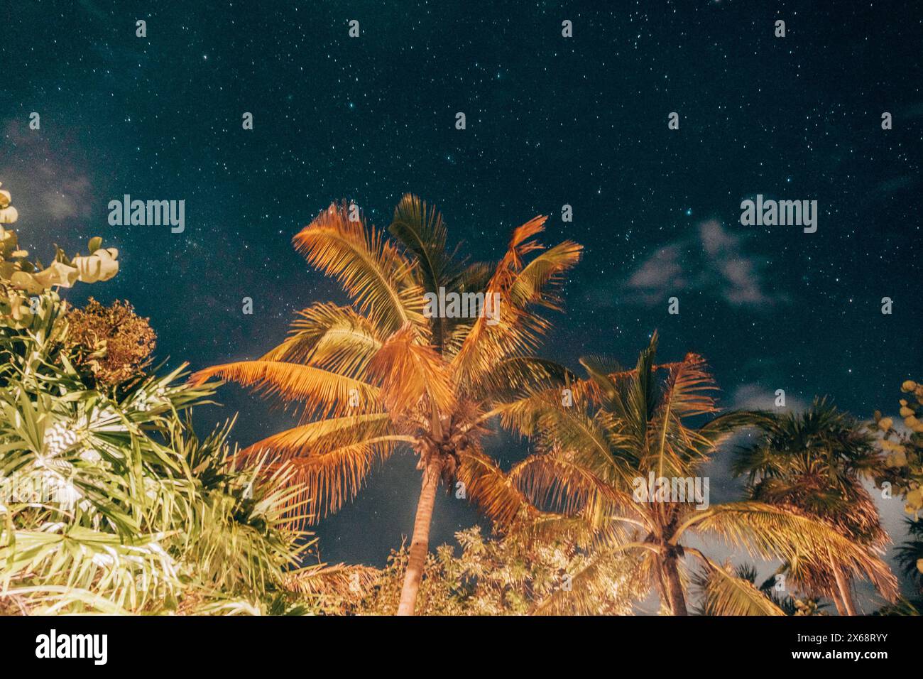 Moonlit beach with palms under starry sky in Tulum Stock Photo