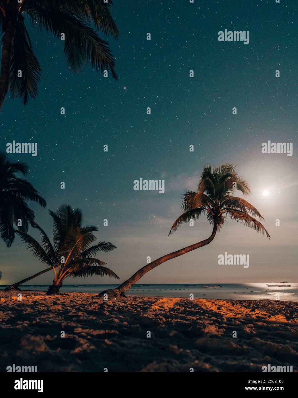 Moonlit beach with palms under starry sky in Tulum Stock Photo