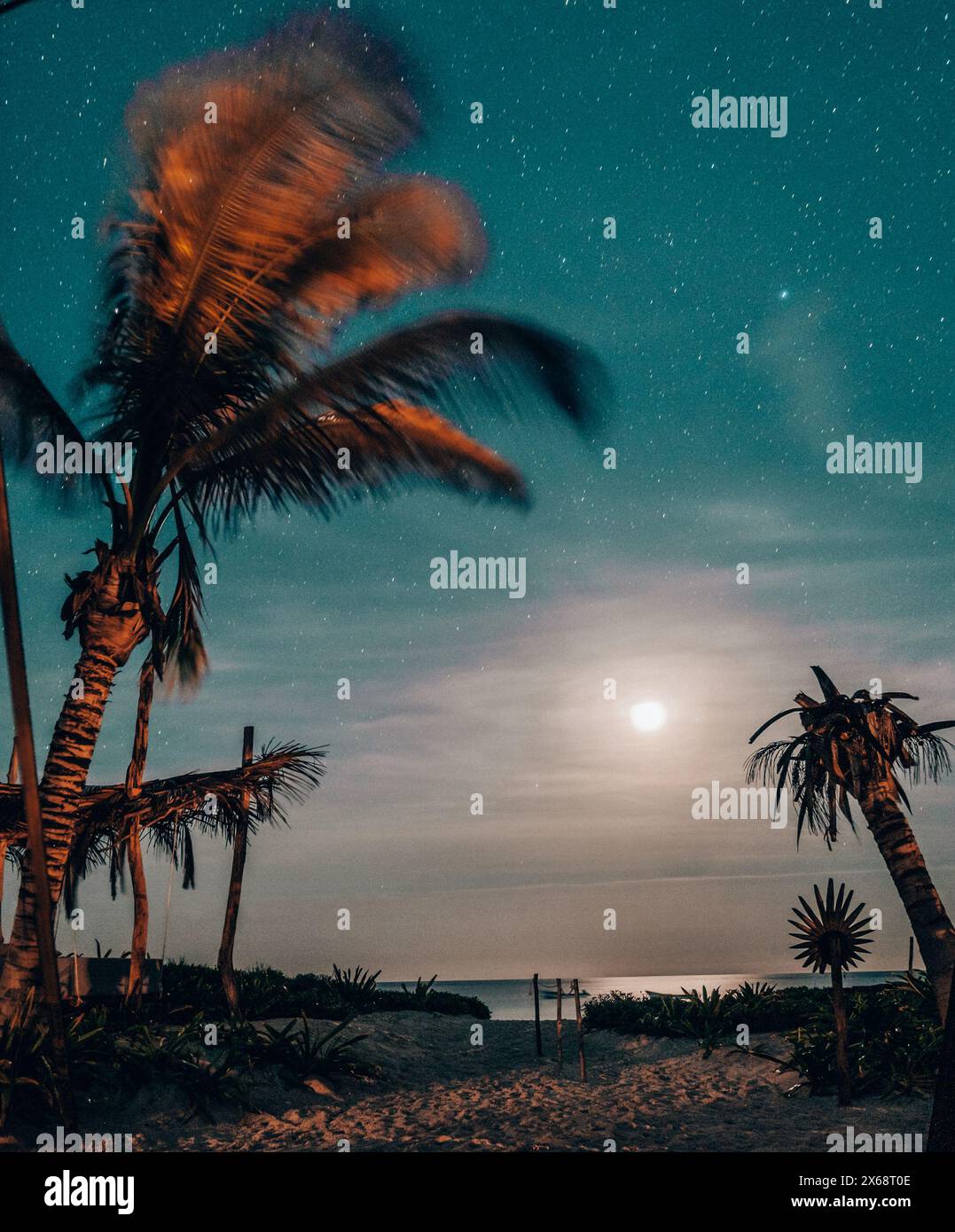 Moonlit beach with palms under starry sky in Tulum Stock Photo