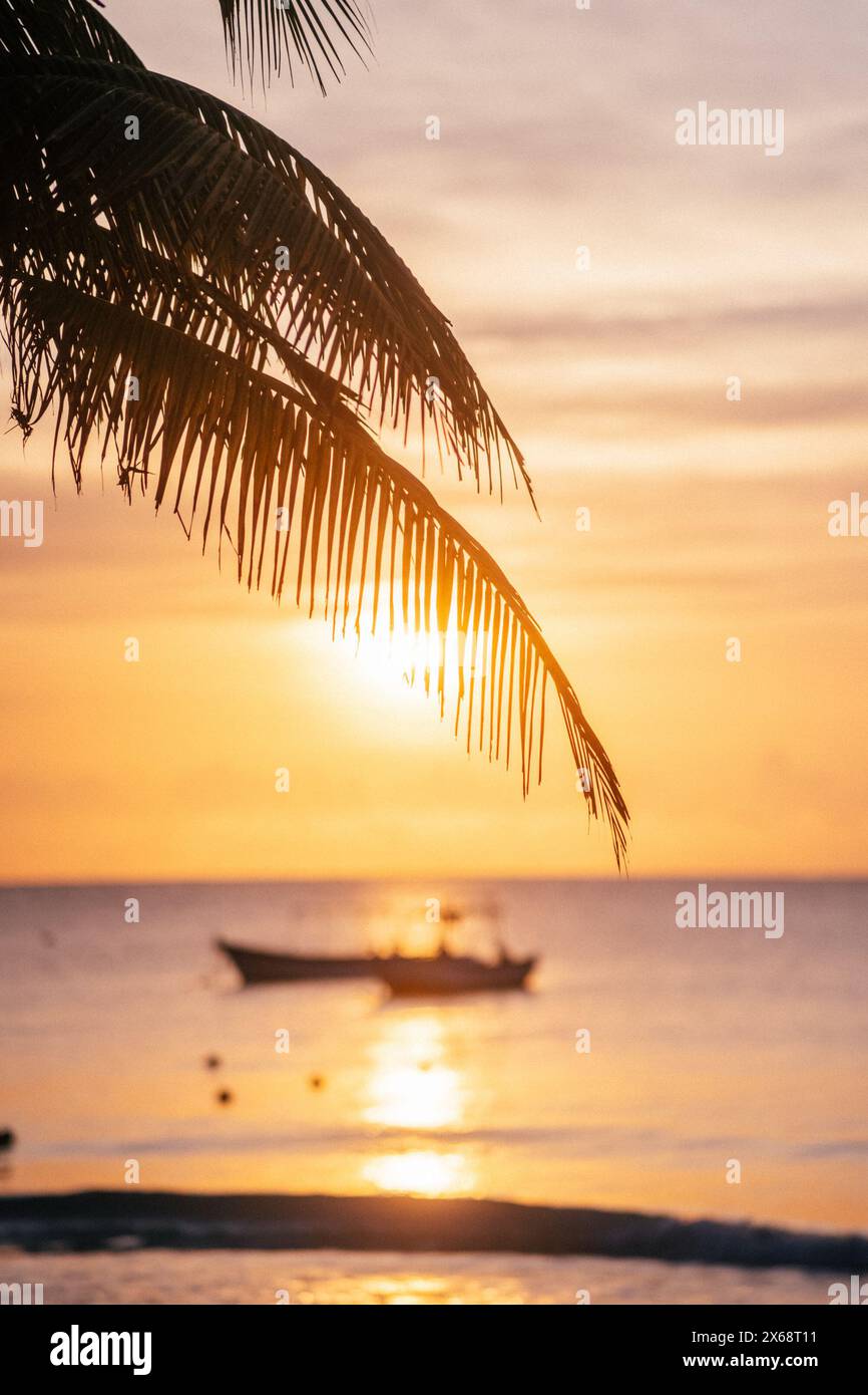 Sunset over Tulum beach with silhouette of leaning palm Stock Photo - Alamy