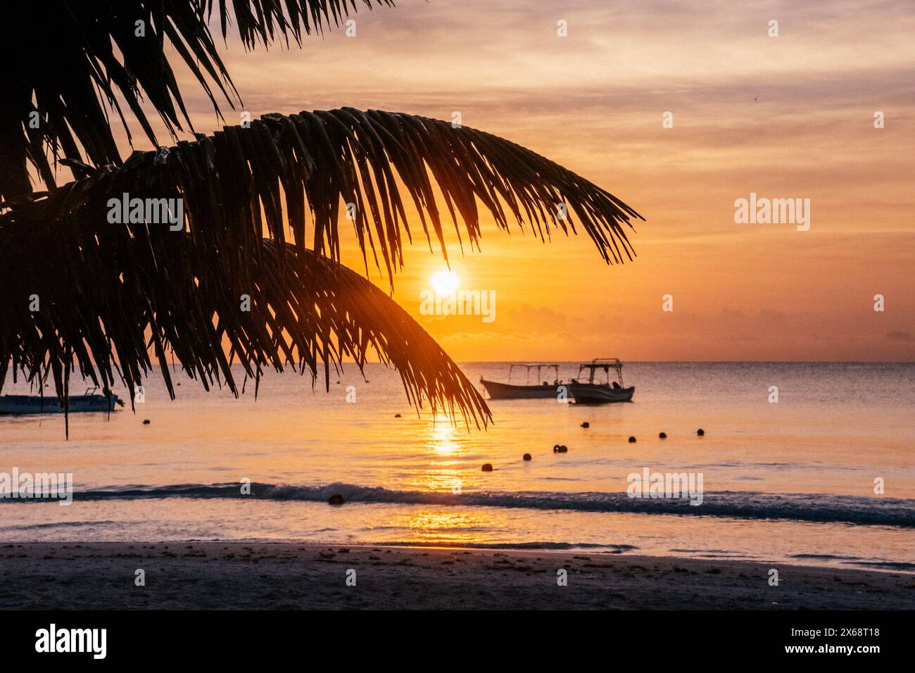 Sunset over Tulum beach with silhouette of leaning palm. Stock Photo
