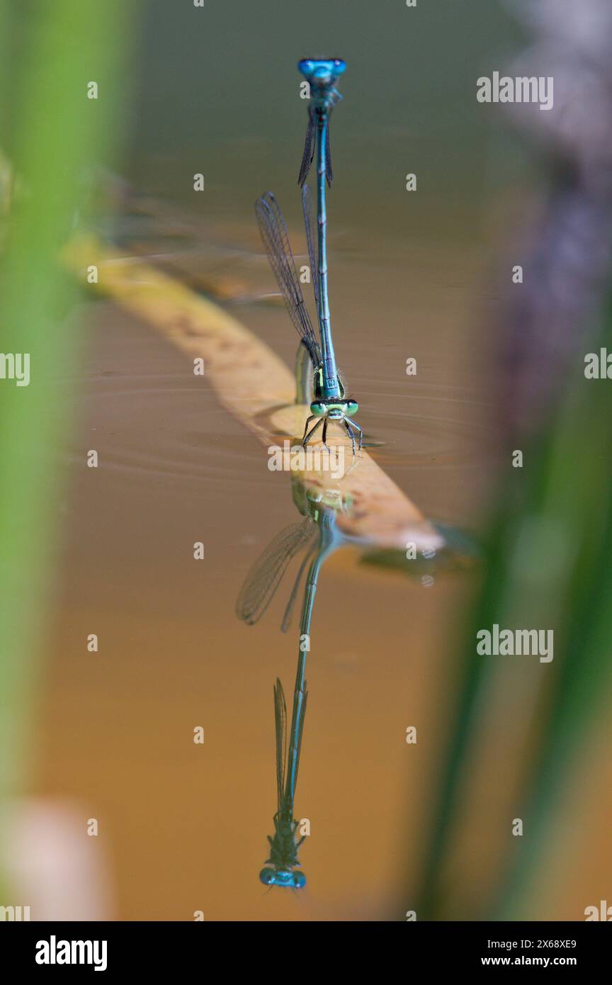 Coenagrion puella aka azure damselfly mating on the dry leaf above the ...