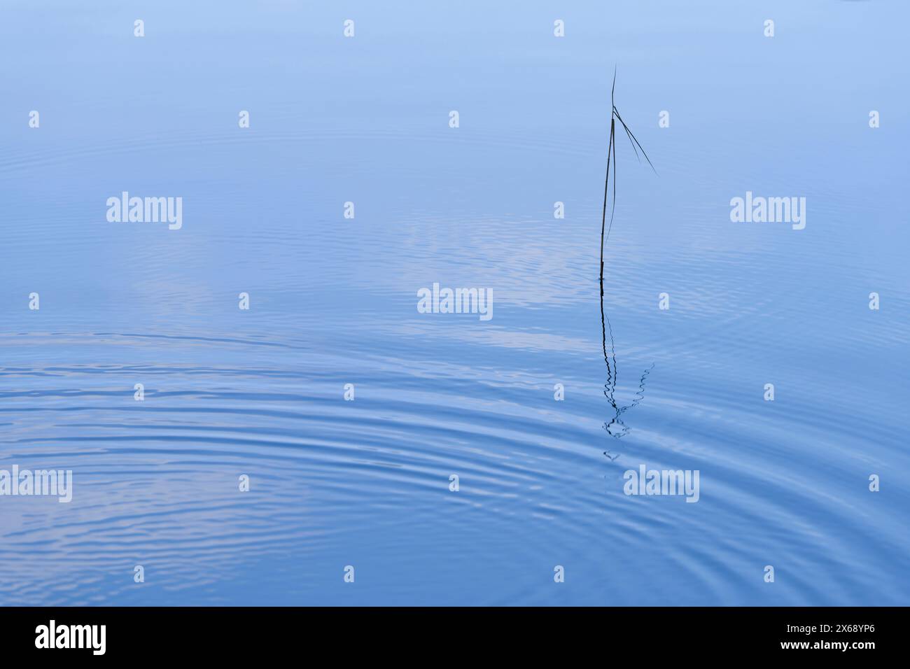 Falling drops of water form circles on the surface of a lake, a blade of reed grass is reflected in the water, Germany Stock Photo