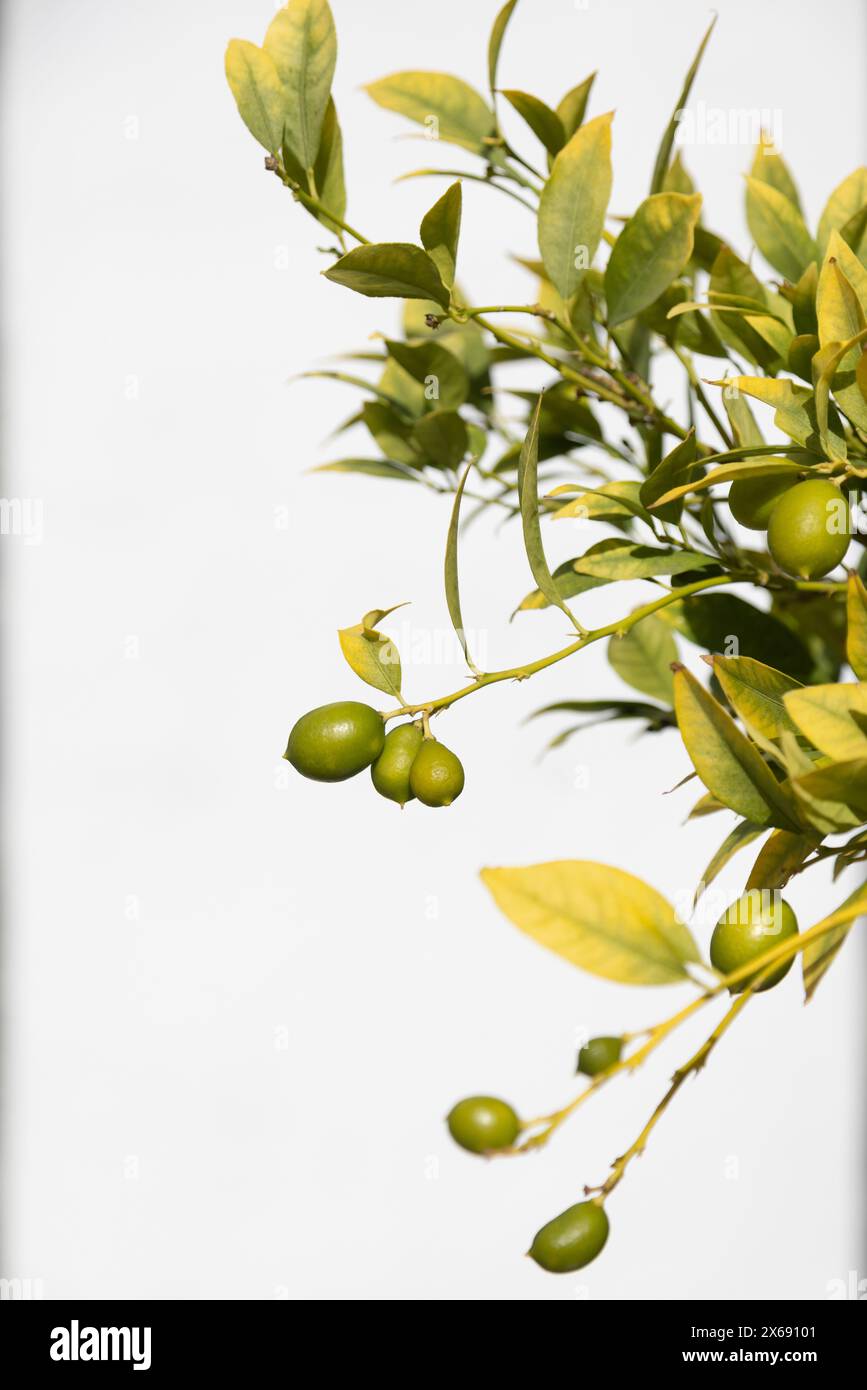 Unripe lemons on a small tree against a white background in Spain Stock Photo